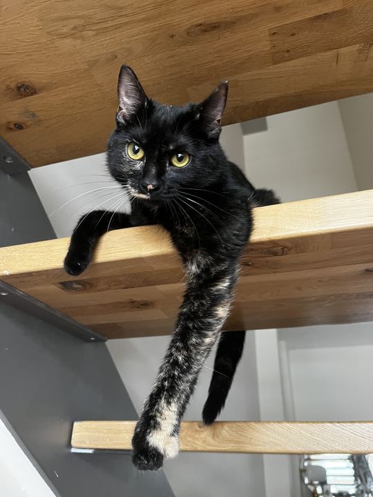 Our tortie